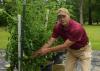 A man wearing a baseball cap reaches toward a green tomato growing on a large, caged plant.