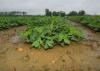 Rows of peanut plants.