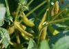 Fuzzy, green pods grow on a soybean plant.