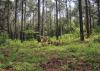 Pine trees grow in the forest.