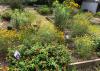 A flower garden with raised beds.