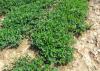 Peanut vines grow in a field.