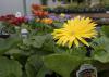 A yellow flower blooms on a small plant.