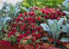 Upright green leaves grow among red blooms.