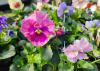 Pastel flowers bloom on green foliage