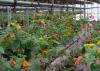 Multi-colored flowers bloom on rows of hanging plants.