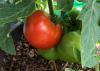 A large, red tomato is next to green tomatoes.