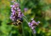 A bee hangs onto the bottom of a cluster of tiny, purple flowers.