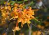 Delicate orange flowers bloom in a cluster.