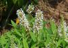 Tiny white flowers bloom in upright clusters.