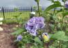 A purple flower blooms on a stem.