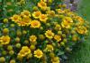 Dozens of yellow flowers have round, yellow centers.