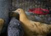 Chickens stand at a feeder in a coop.