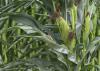 Ears of corn with tassels grow on green stalks.