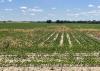 A row crop field has patches of brown weeds.