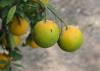 Two partially green citrus fruits hang on a tree.