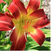 The daylily Suburban Nancy Gayle