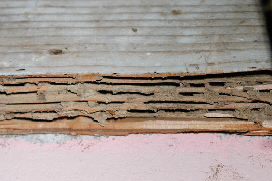 Termites have eaten the softer spring wood in this pine board and left the harder summer growth rings intact.  Note the dried mud that is present in many of the galleries.